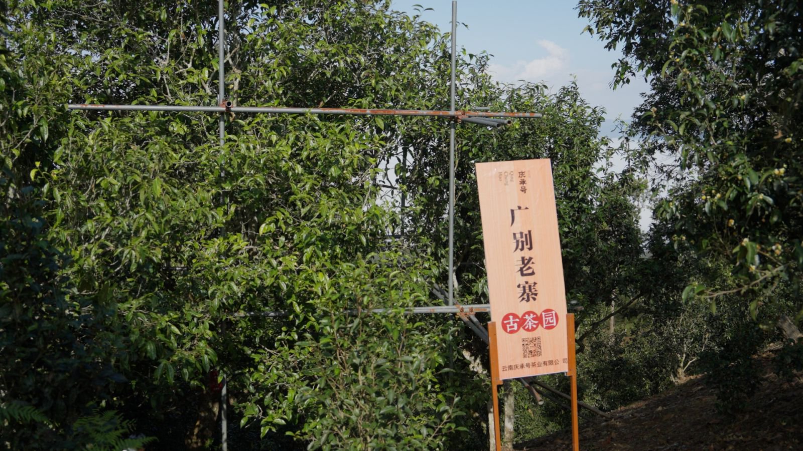 广别茶山实拍