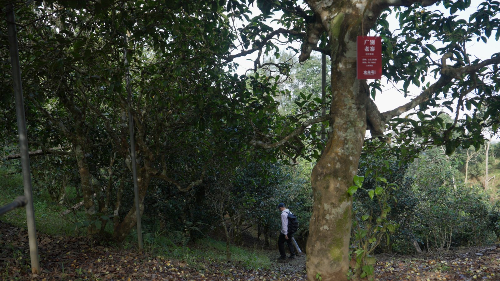 广别茶山实拍