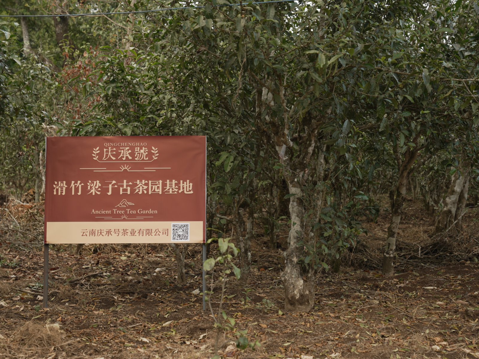 滑竹梁子茶山实拍