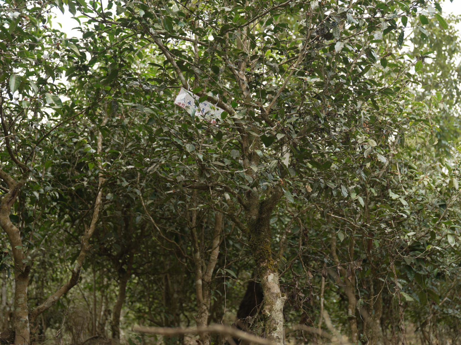 滑竹梁子茶山实拍