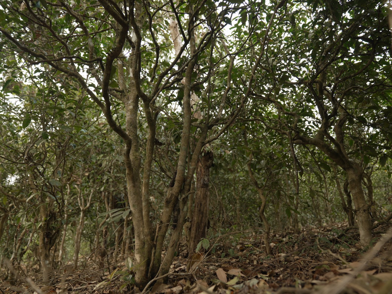 滑竹梁子茶山实拍