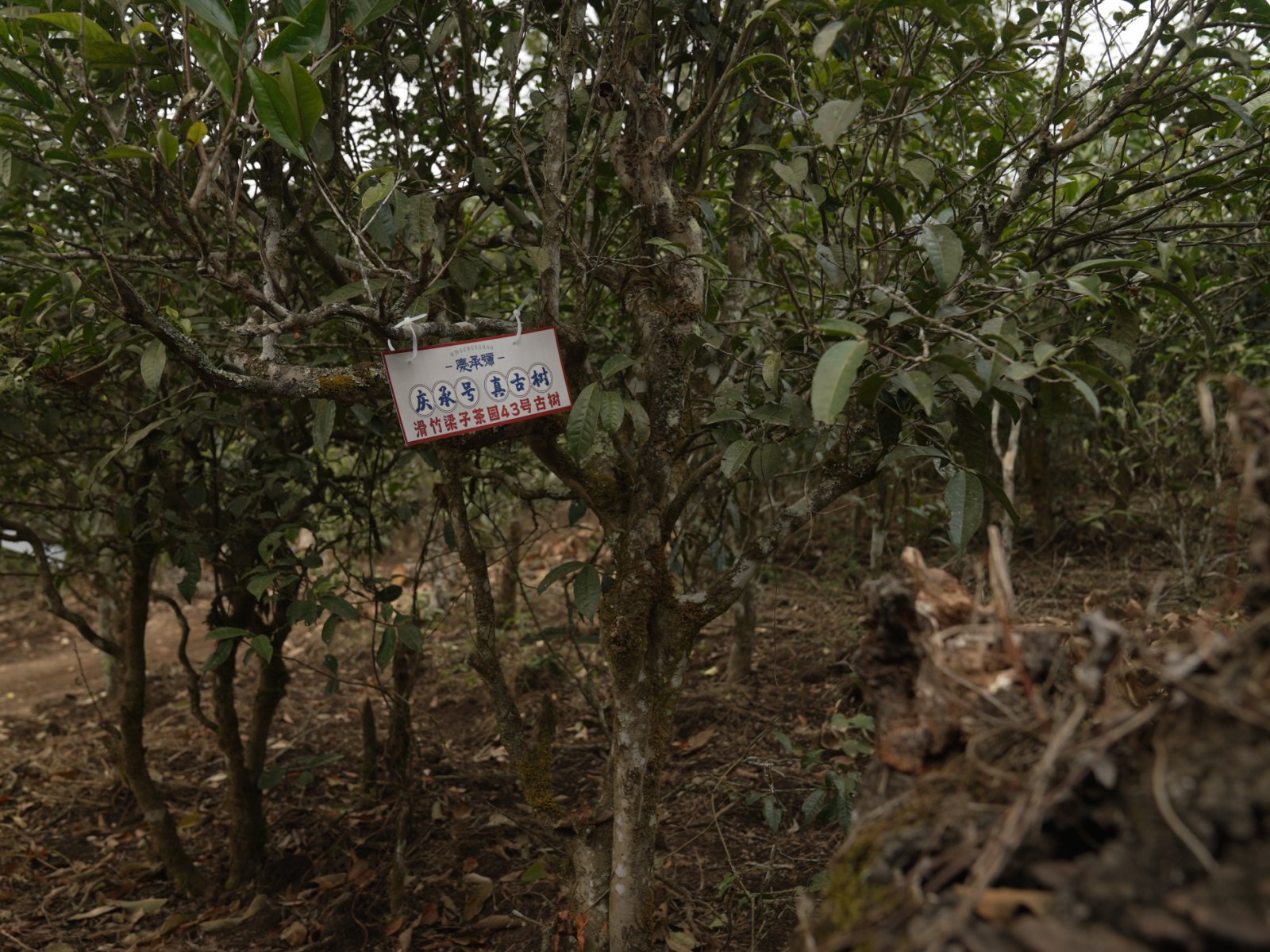 滑竹梁子茶山实拍