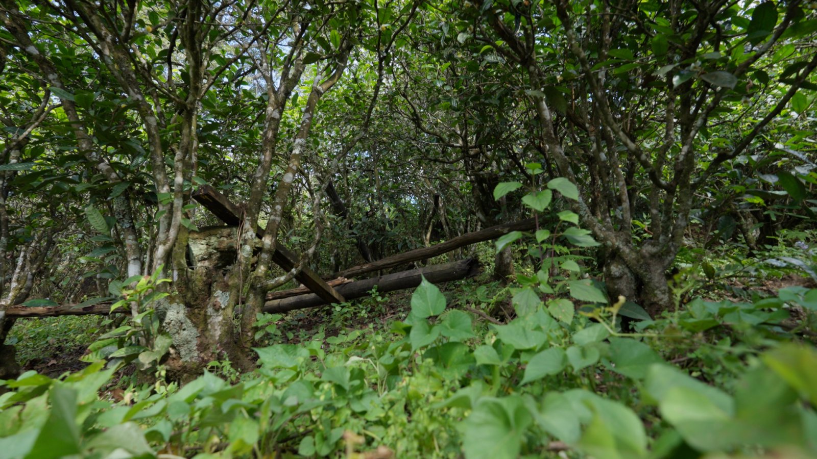 豆腐寨茶山实拍