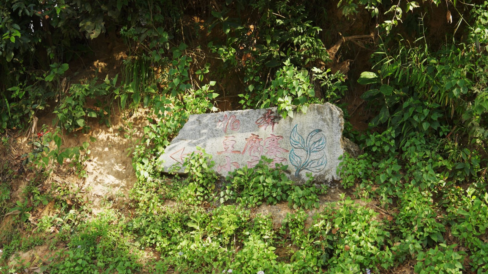 豆腐寨茶山实拍