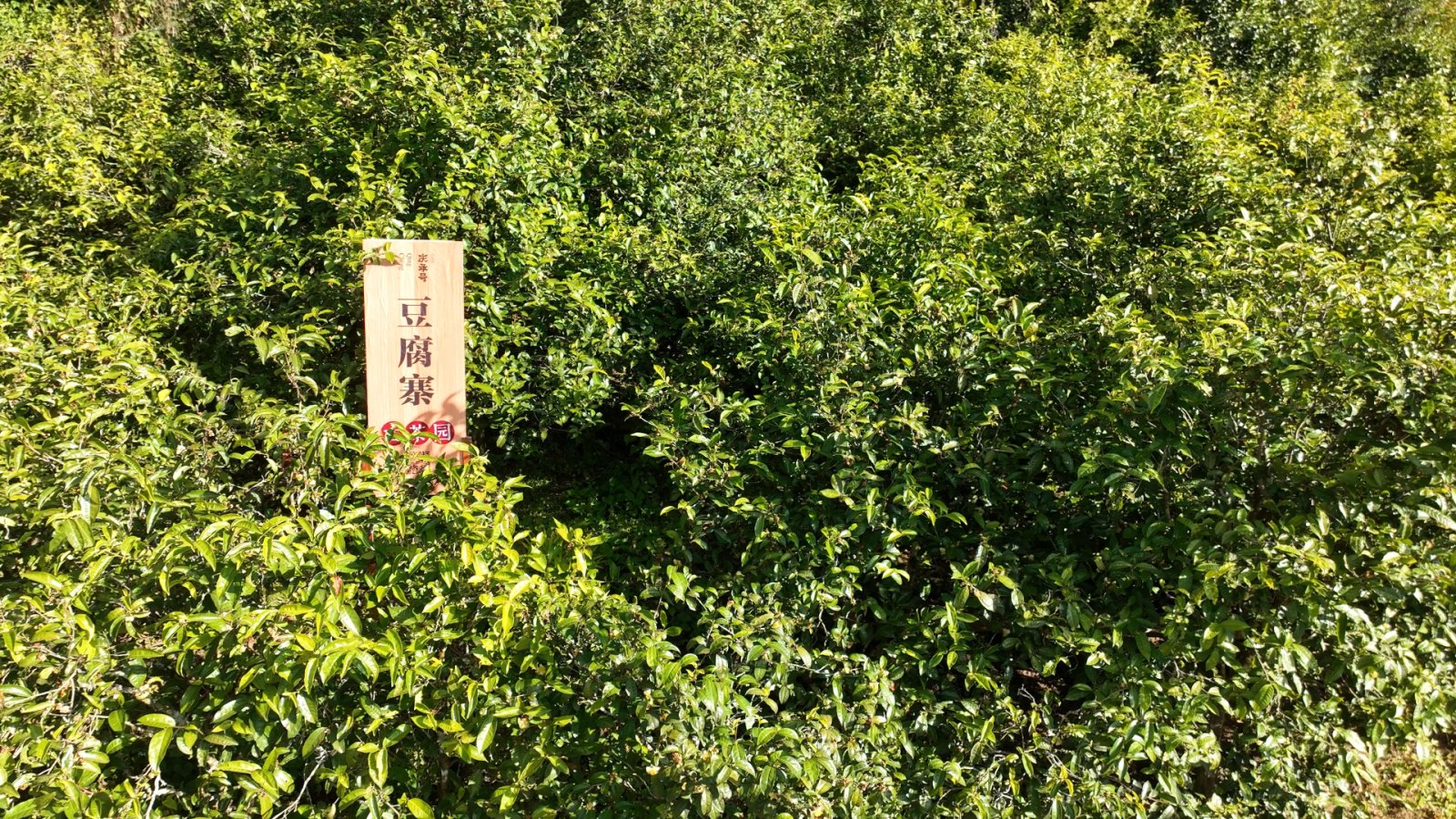豆腐寨茶山实拍
