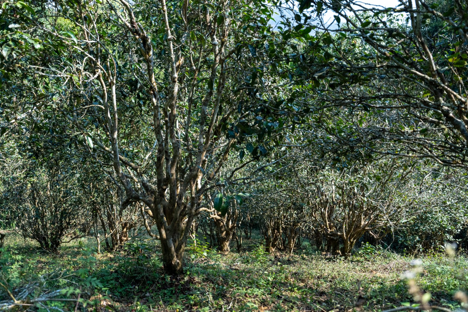 曼秀茶山实拍