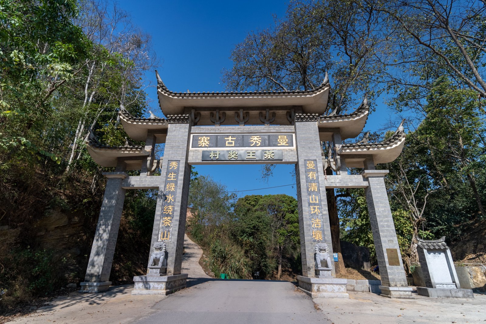 曼秀茶山实拍