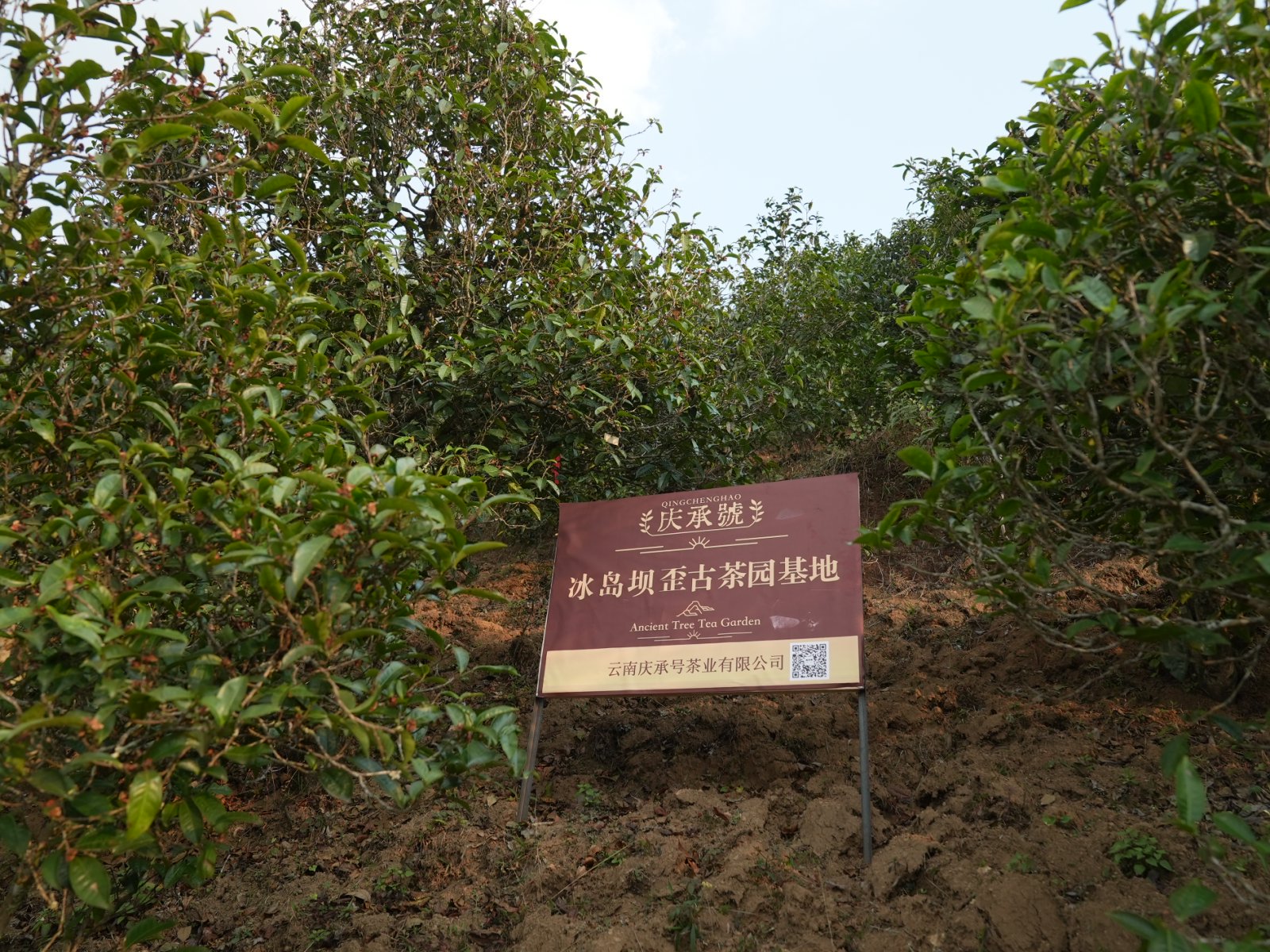 冰岛坝歪茶山实拍