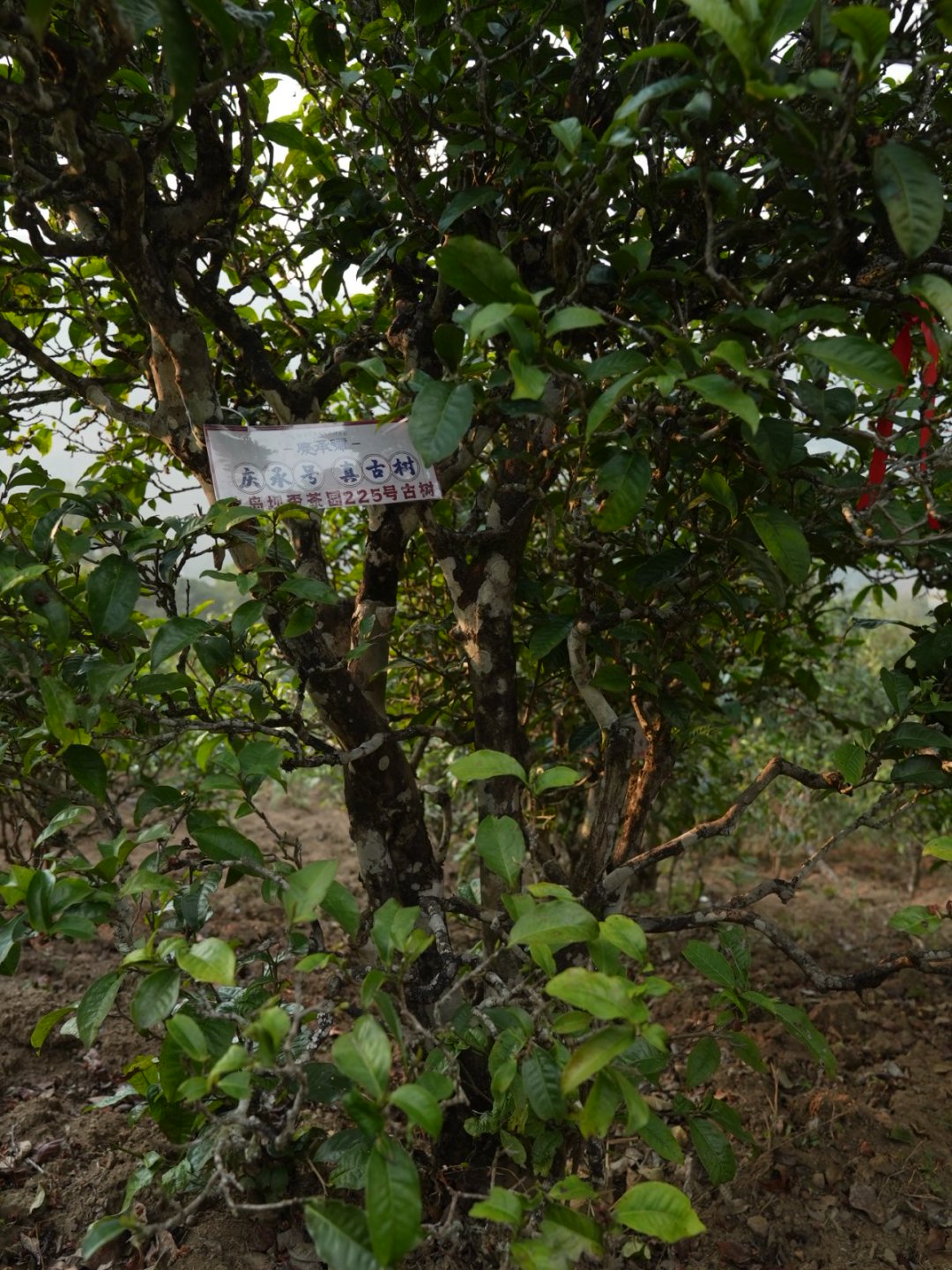 冰岛坝歪茶山实拍