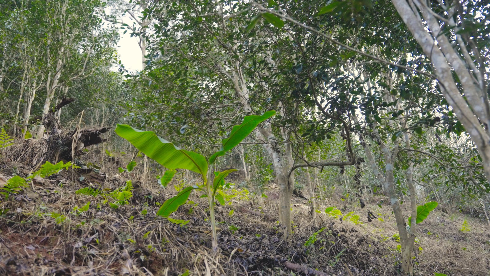 芭依箐茶山实拍