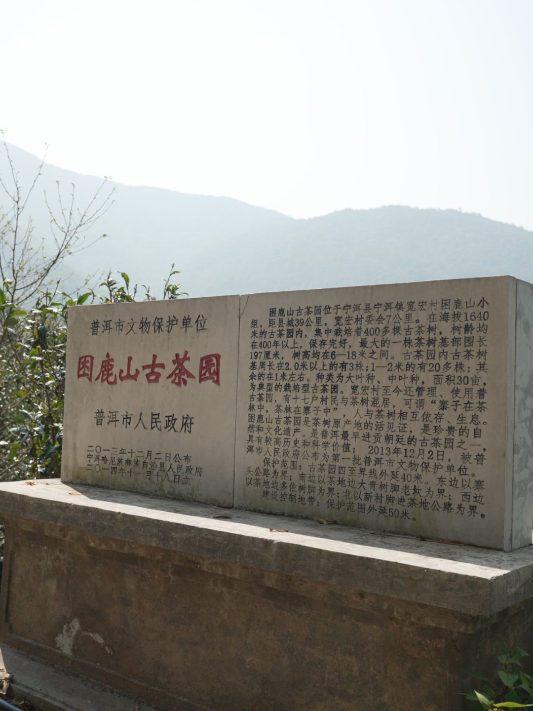 困鹿山茶山实拍