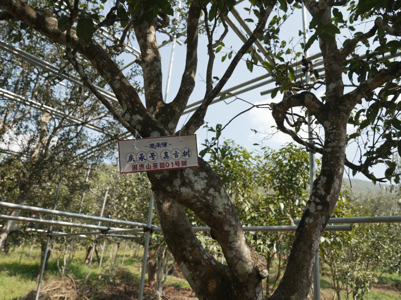 困鹿山茶山实拍