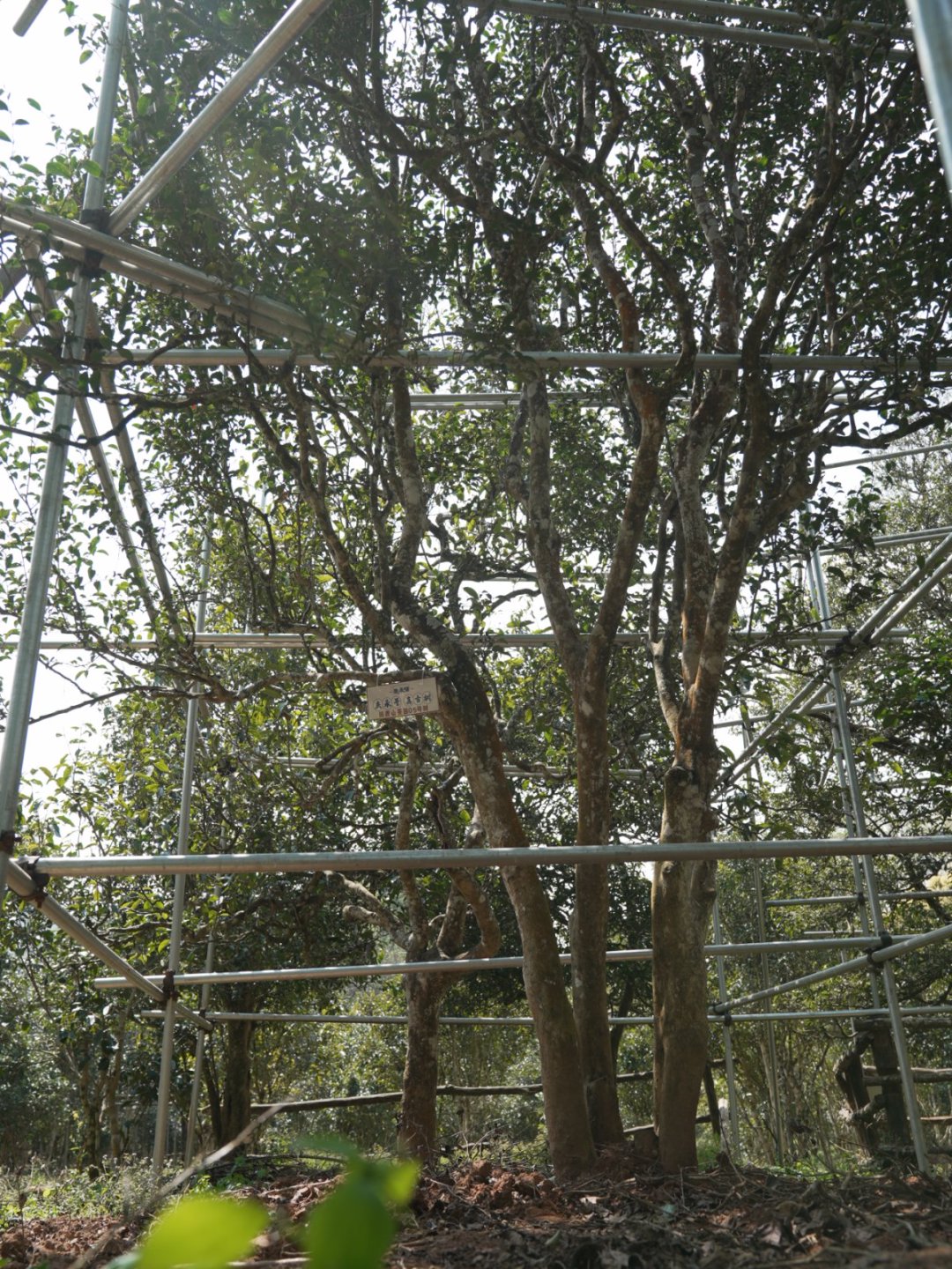 困鹿山茶山实拍