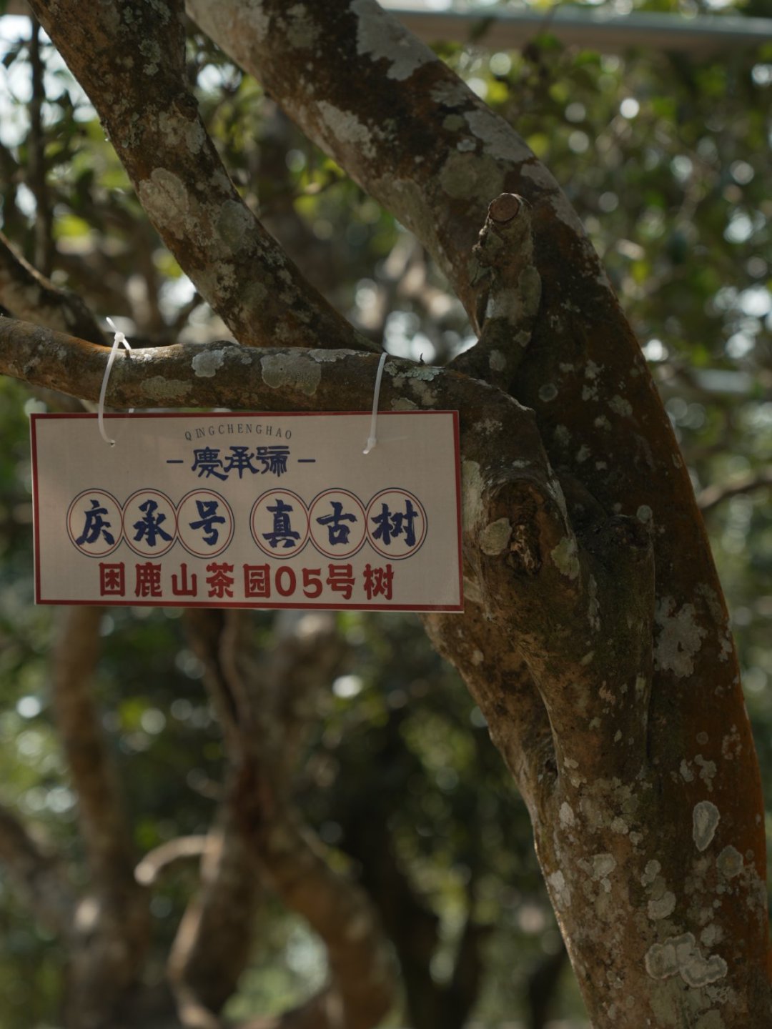 困鹿山茶山实拍