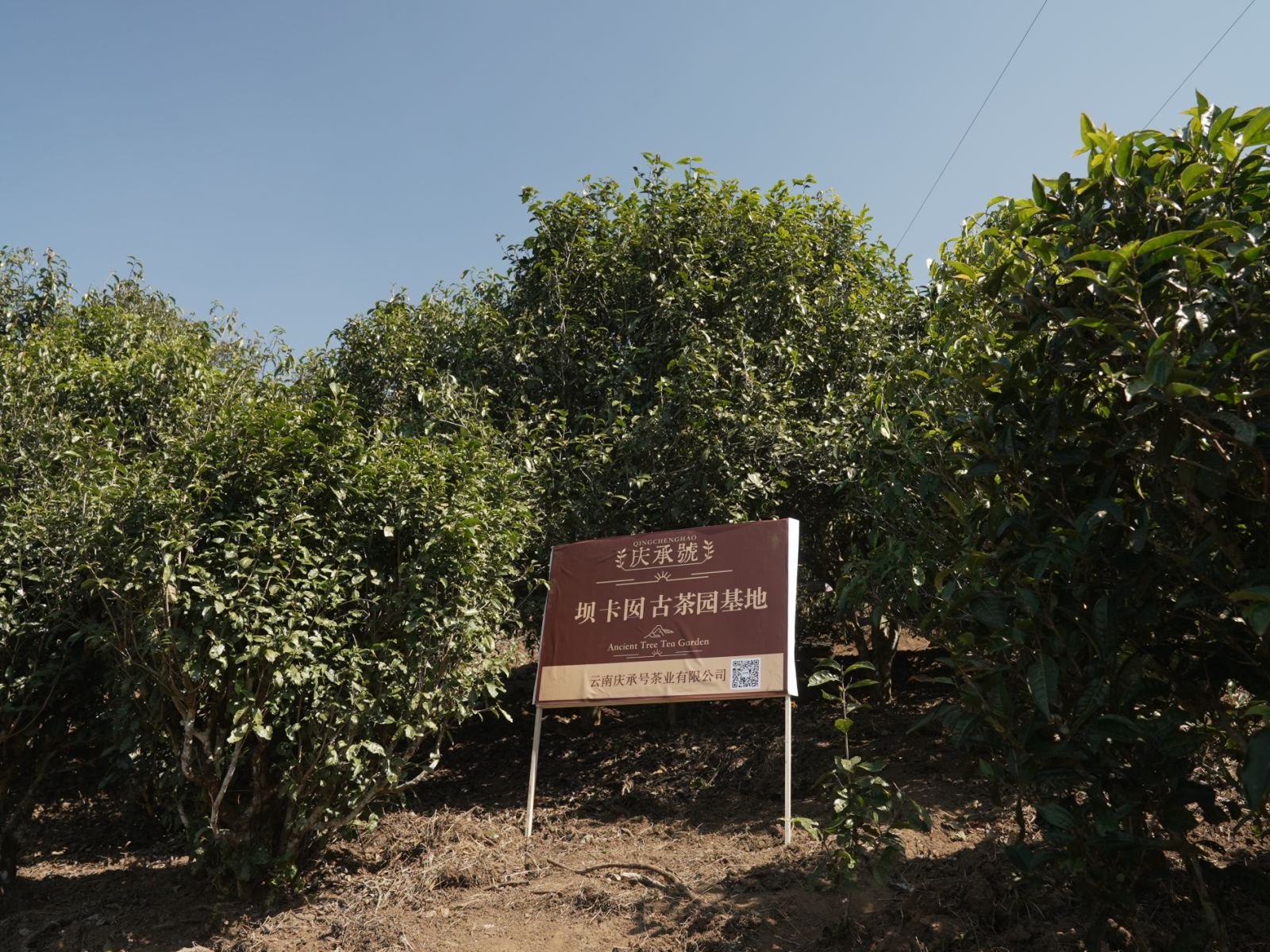 班章坝卡囡茶山实拍