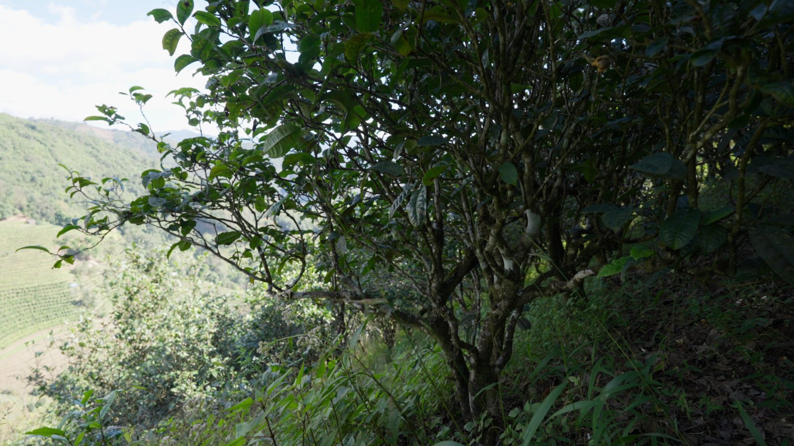 大户赛茶山实拍