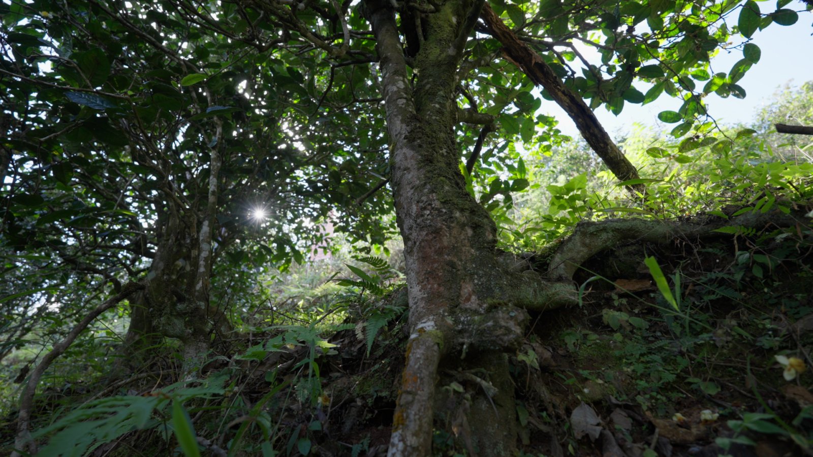 大户赛茶山实拍