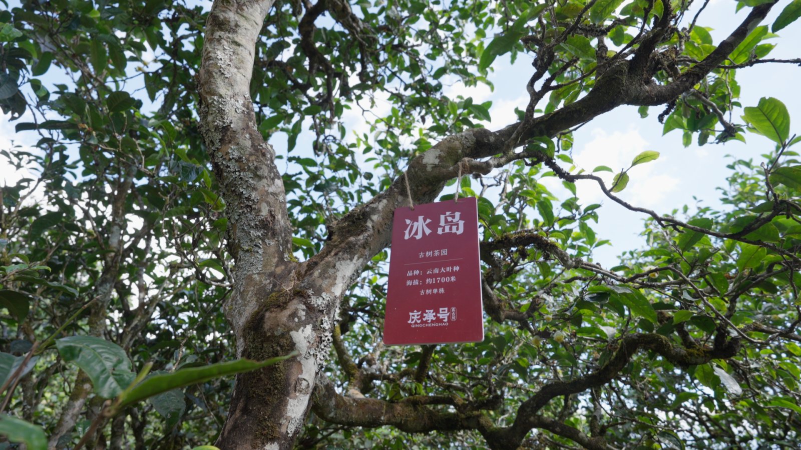 冰岛老寨茶山实拍