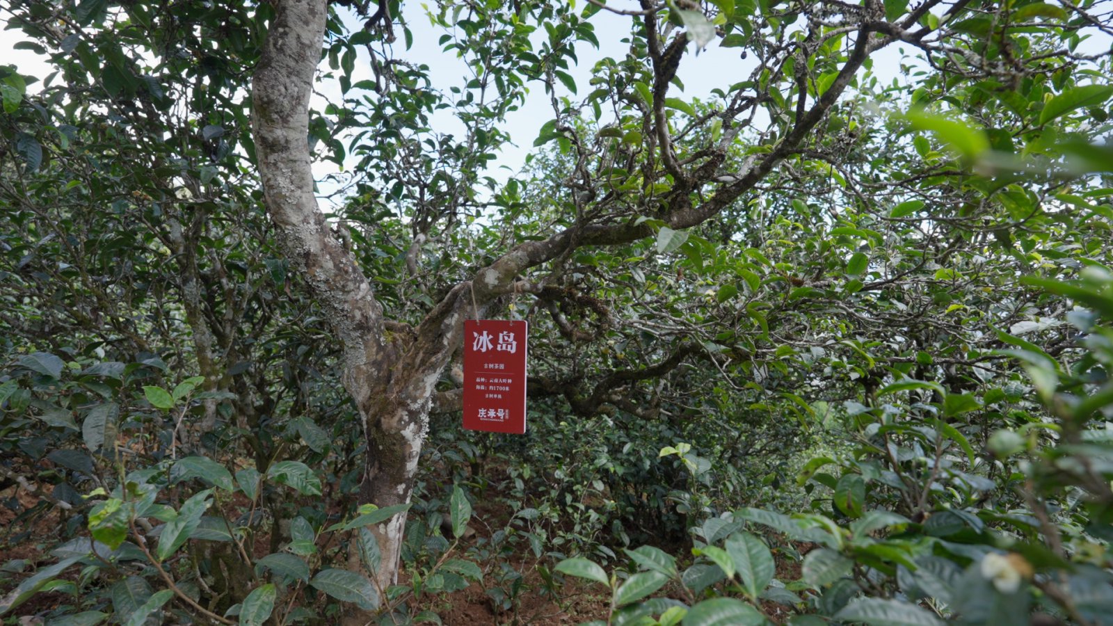 冰岛老寨茶山实拍