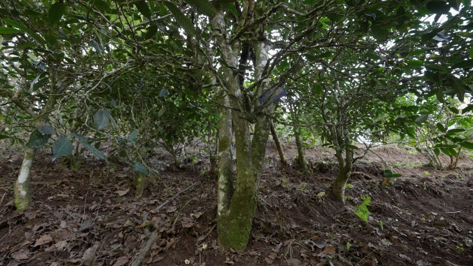 冰岛南迫茶山实拍