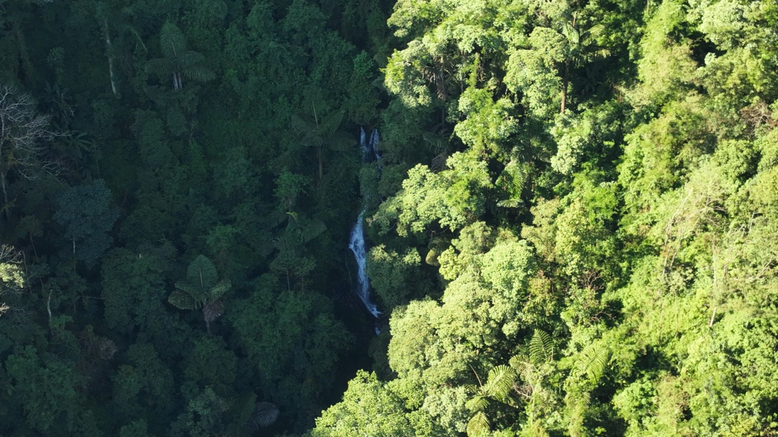 冰岛南迫茶山实拍