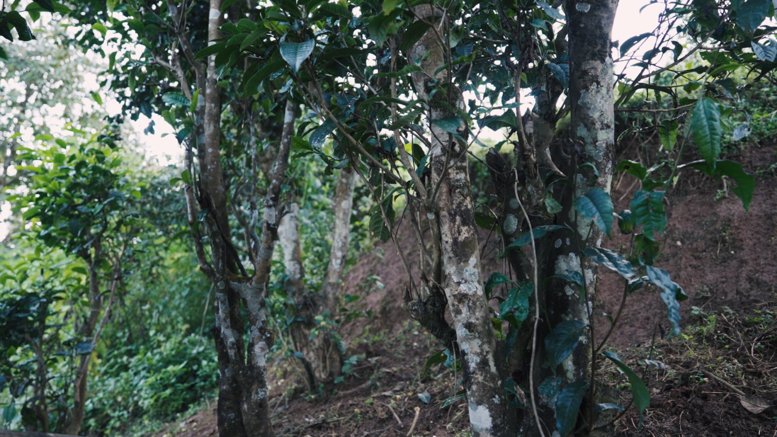 绿水塘茶山实拍