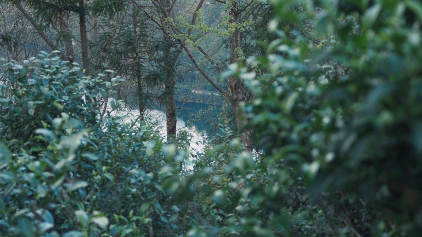 绿水塘茶山实拍