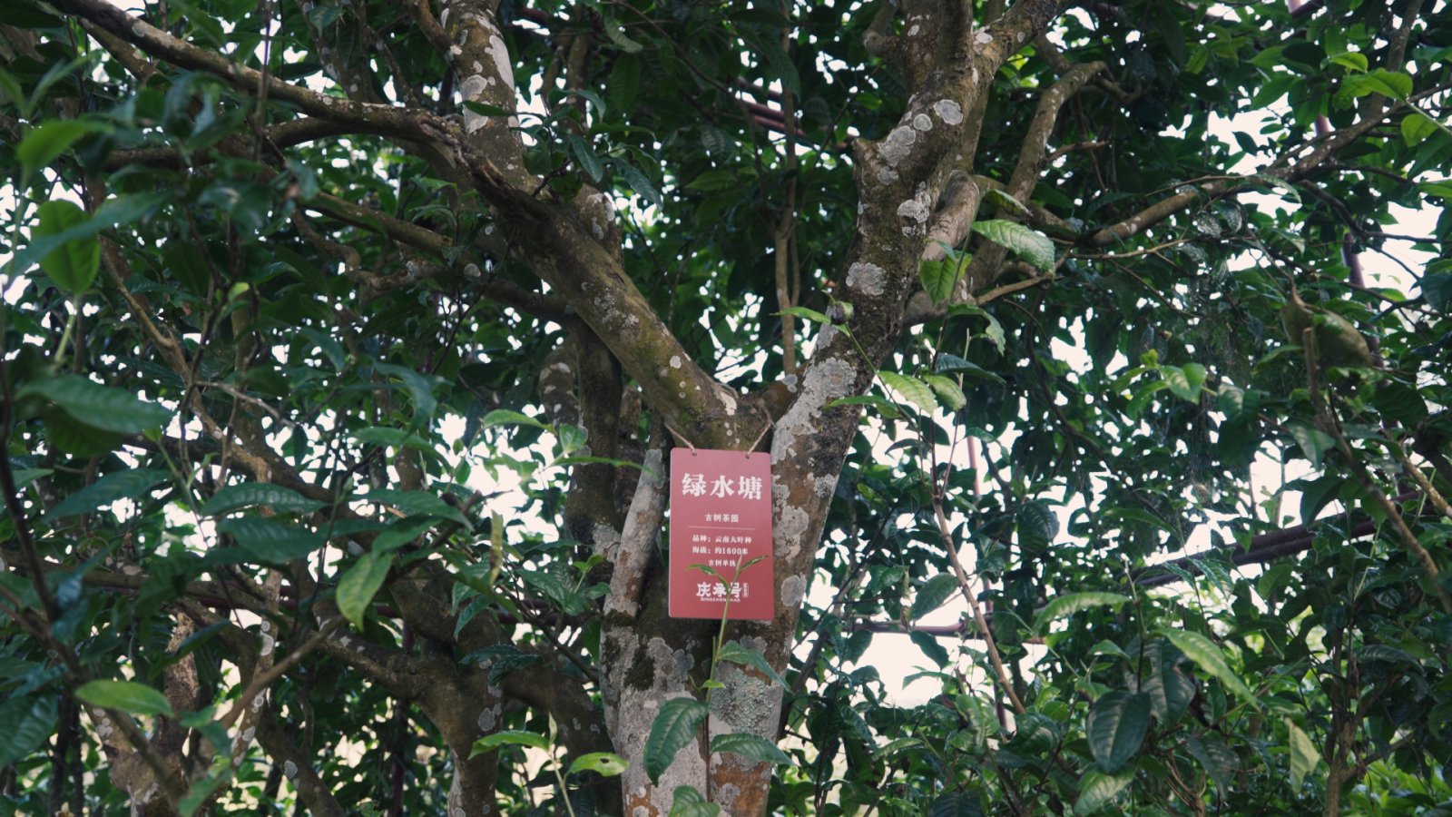绿水塘茶山实拍