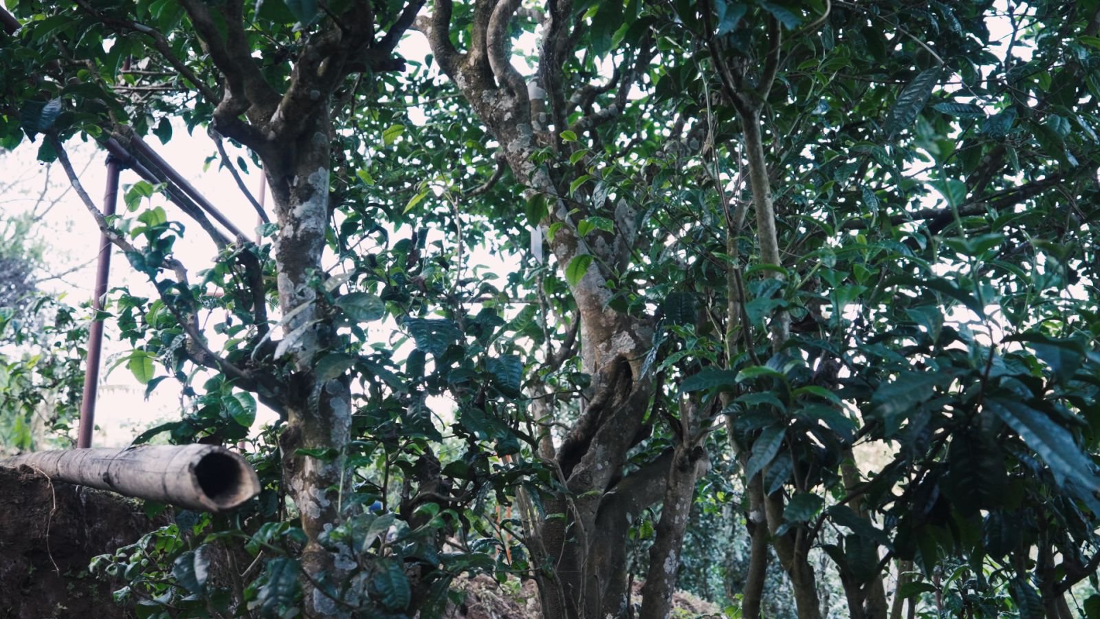 绿水塘茶山实拍