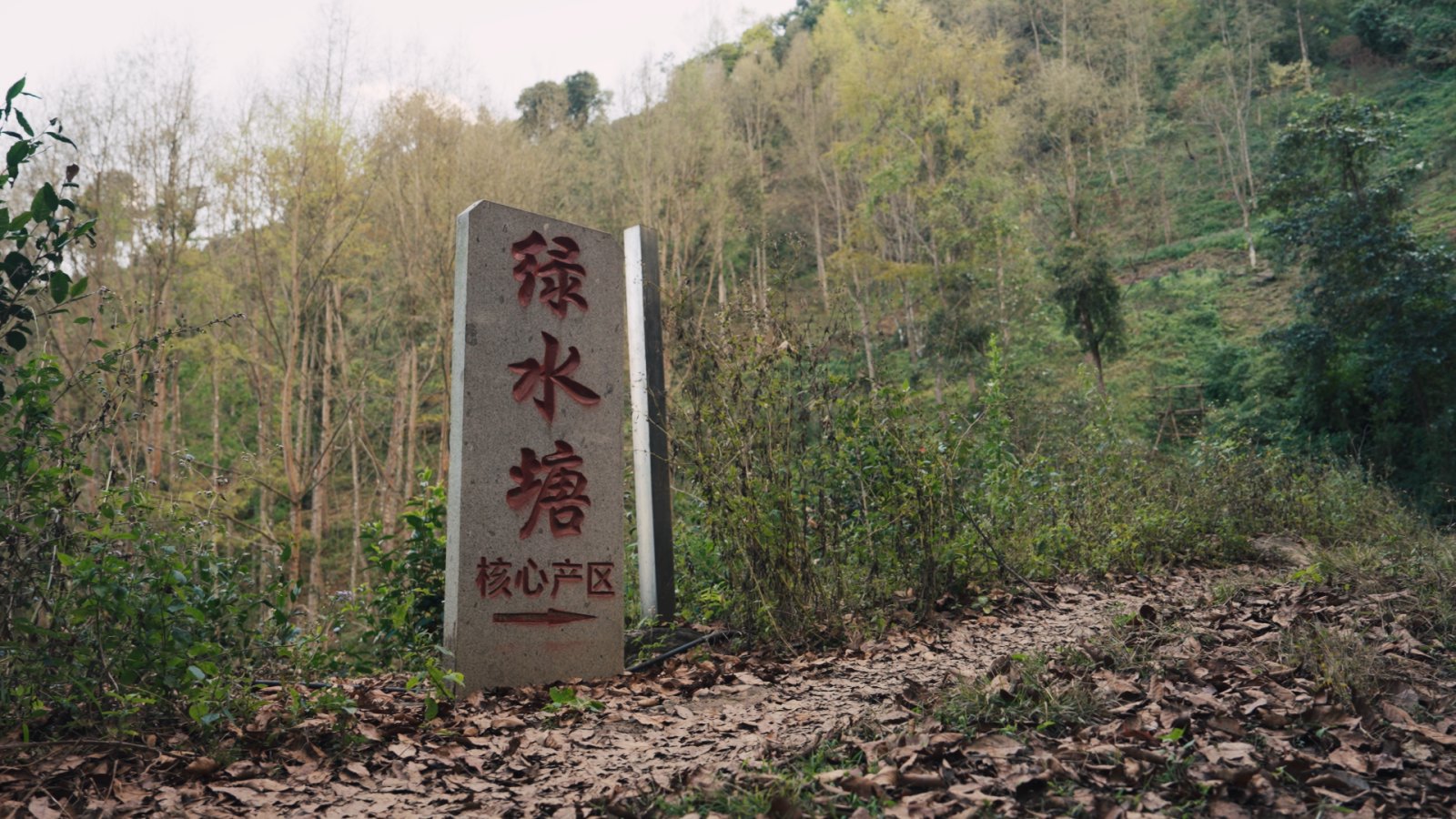 绿水塘茶山实拍