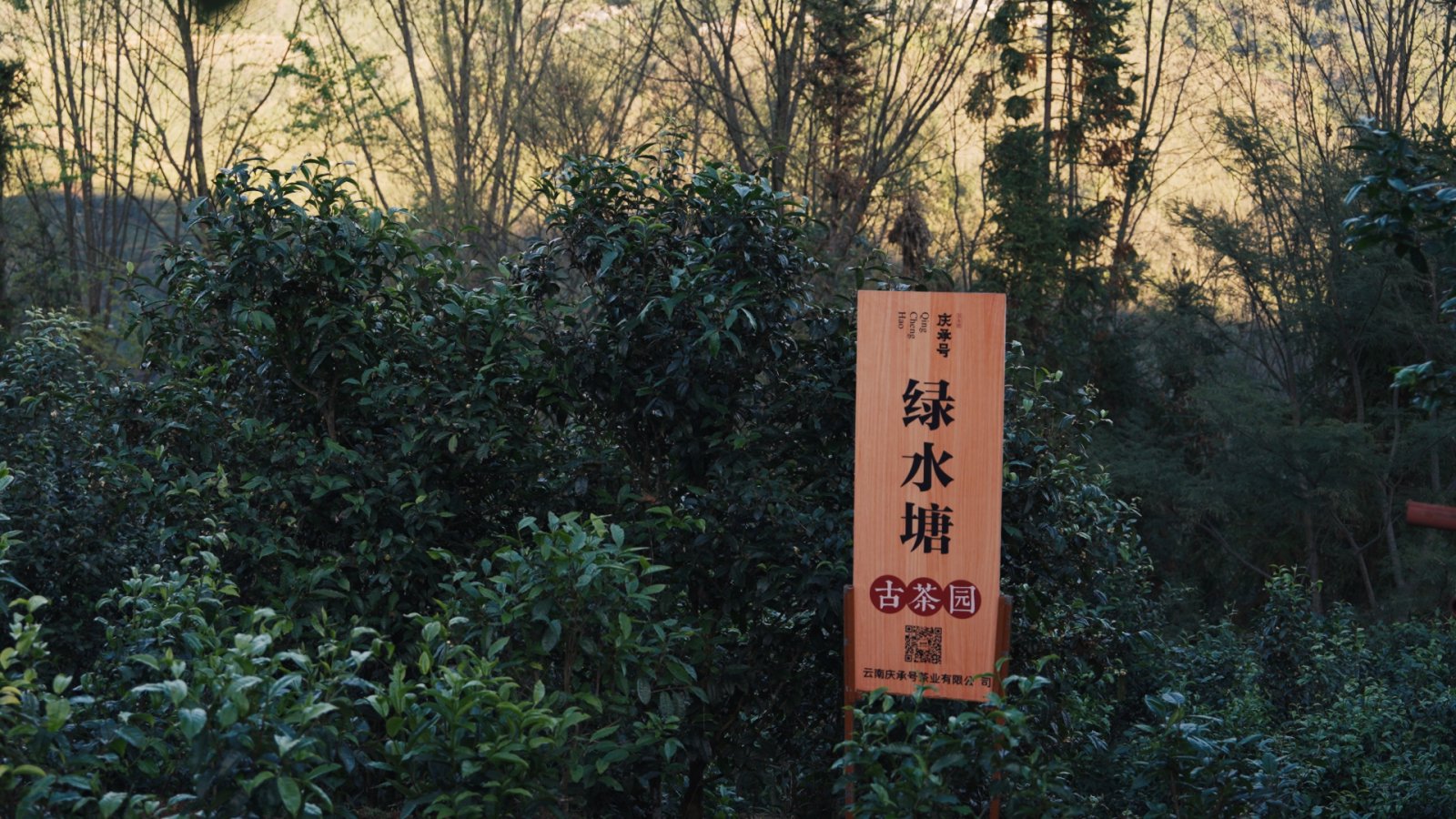 绿水塘茶山实拍