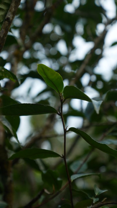 大忠山茶山实拍