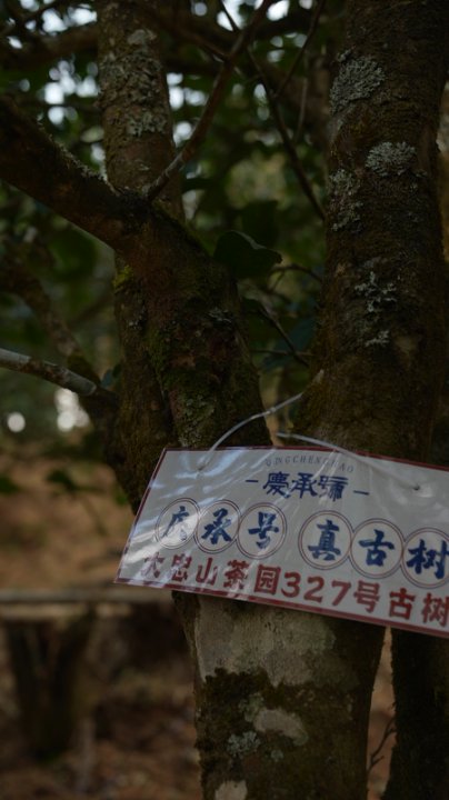 大忠山茶山实拍