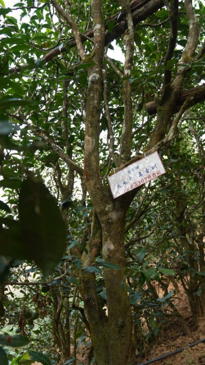 大忠山茶山实拍