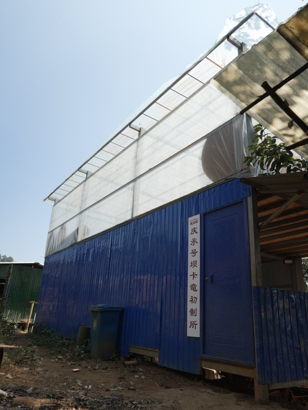 班章坝卡竜茶山实拍