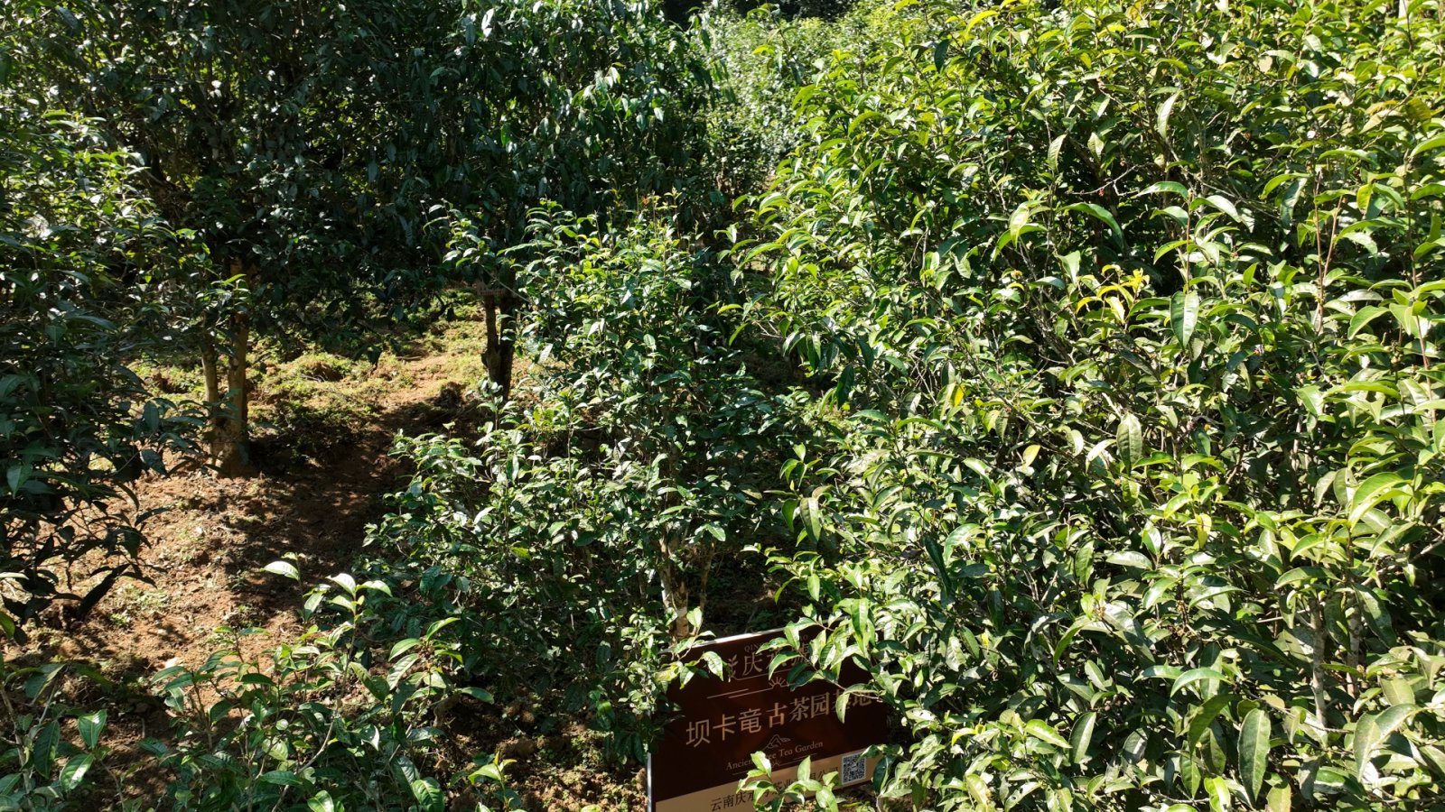 班章坝卡竜茶山实拍