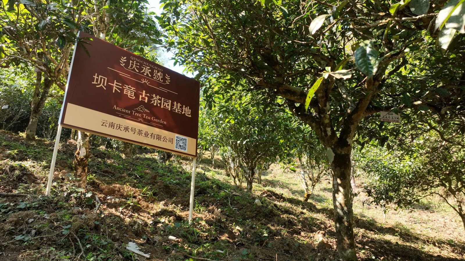 班章坝卡竜茶山实拍
