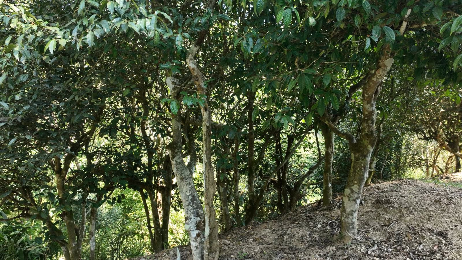 班章坝卡竜茶山实拍