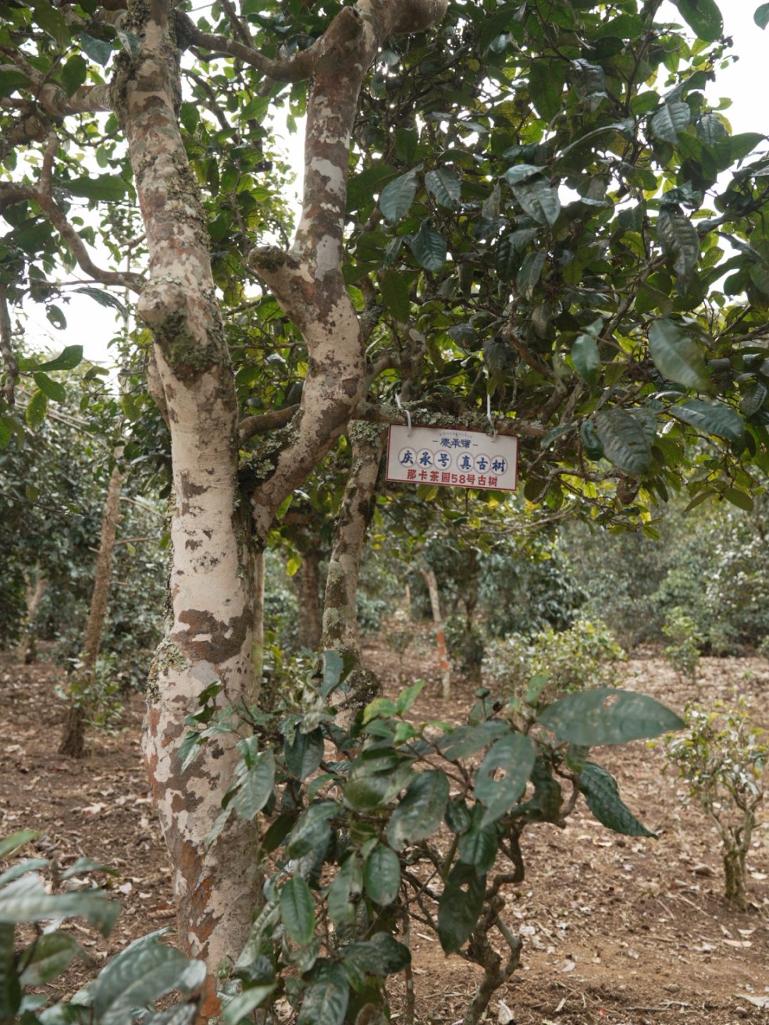 那卡茶山实拍