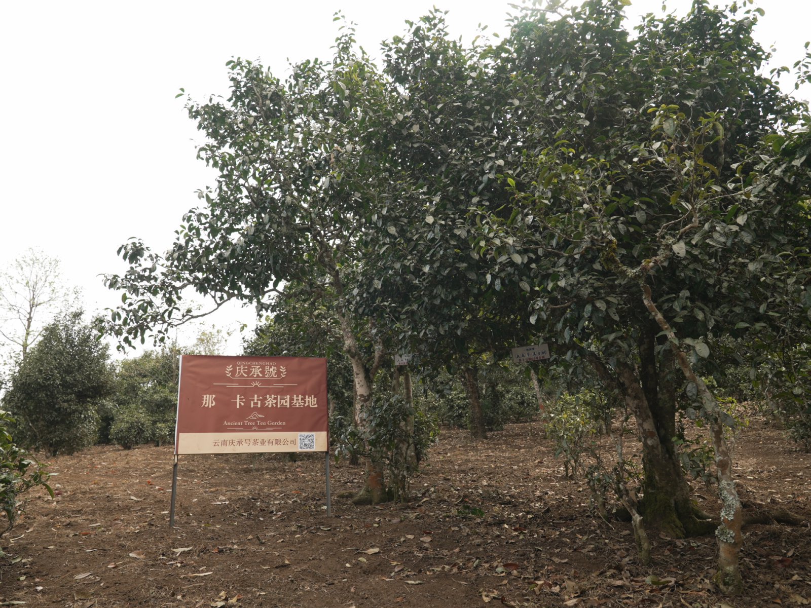 那卡茶山实拍