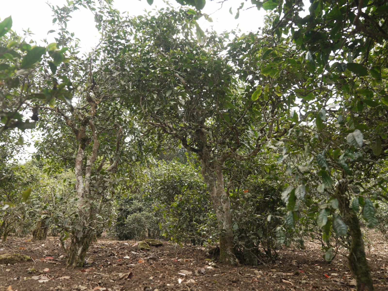 那卡茶山实拍