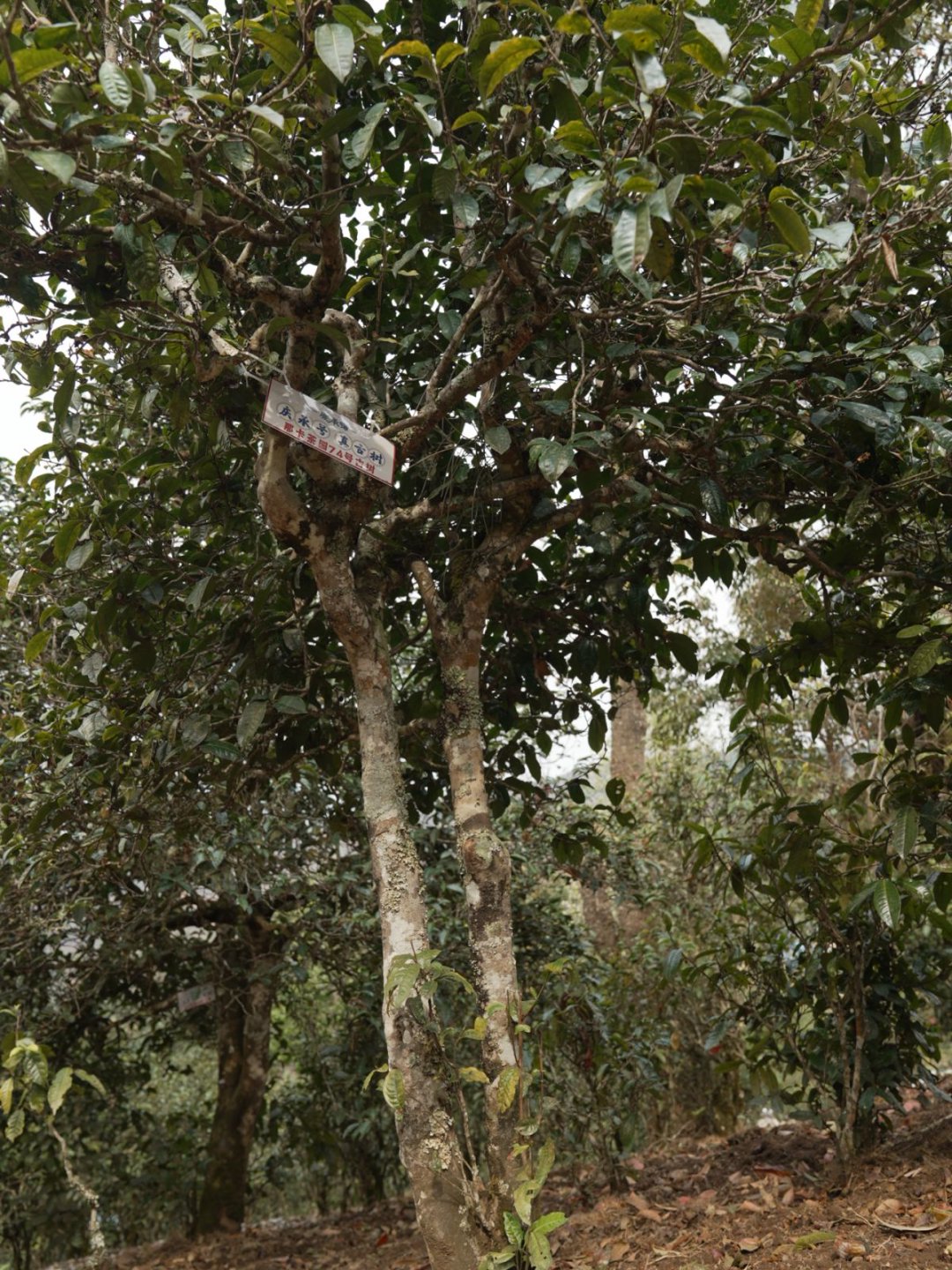 那卡茶山实拍