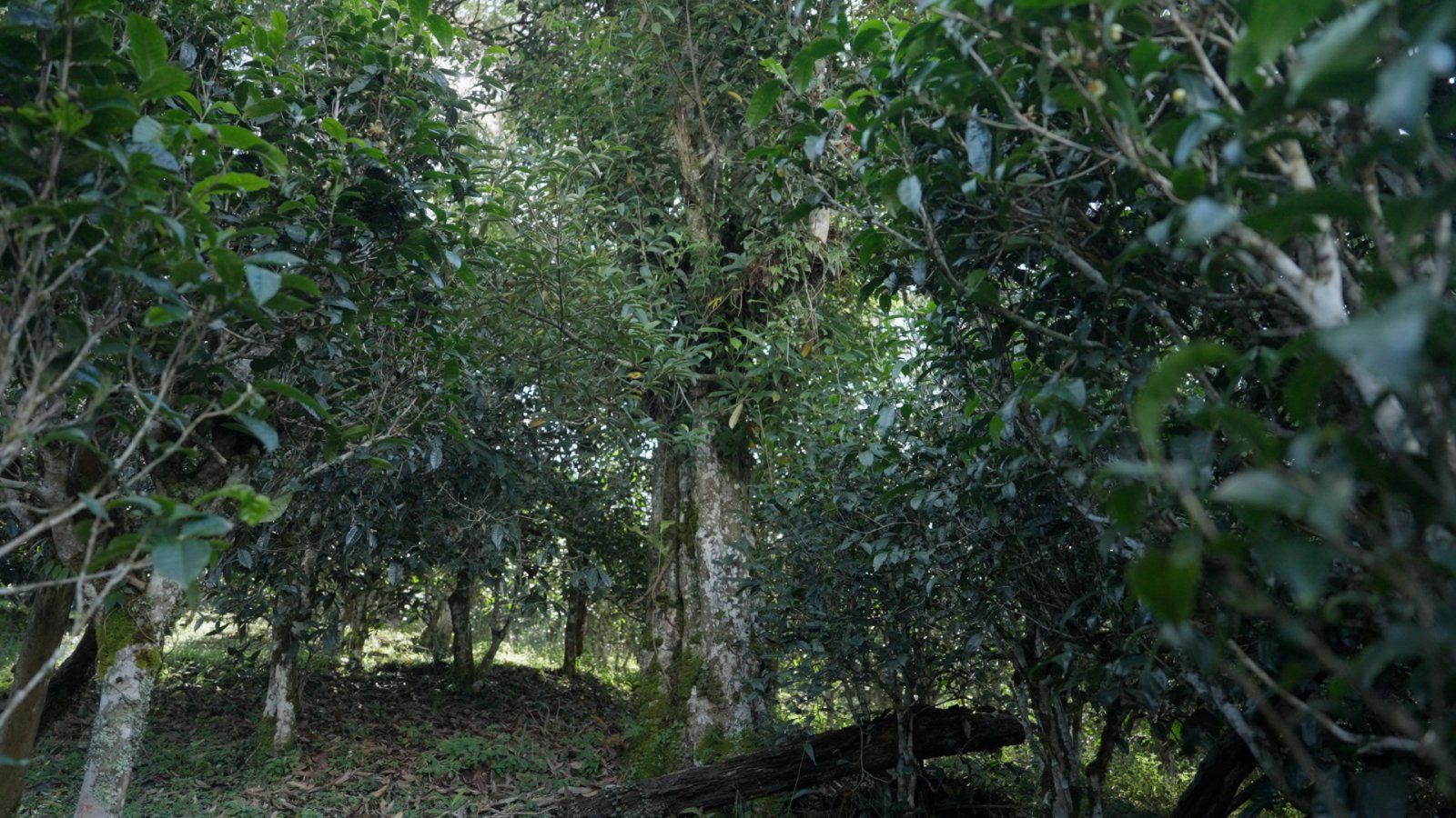 班章茶山实拍
