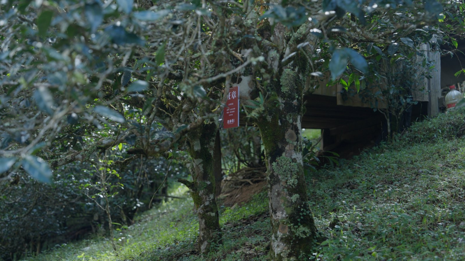 班章茶山实拍