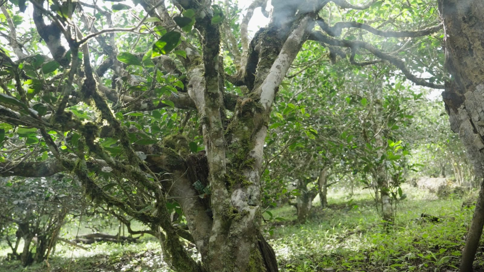 班章茶山实拍