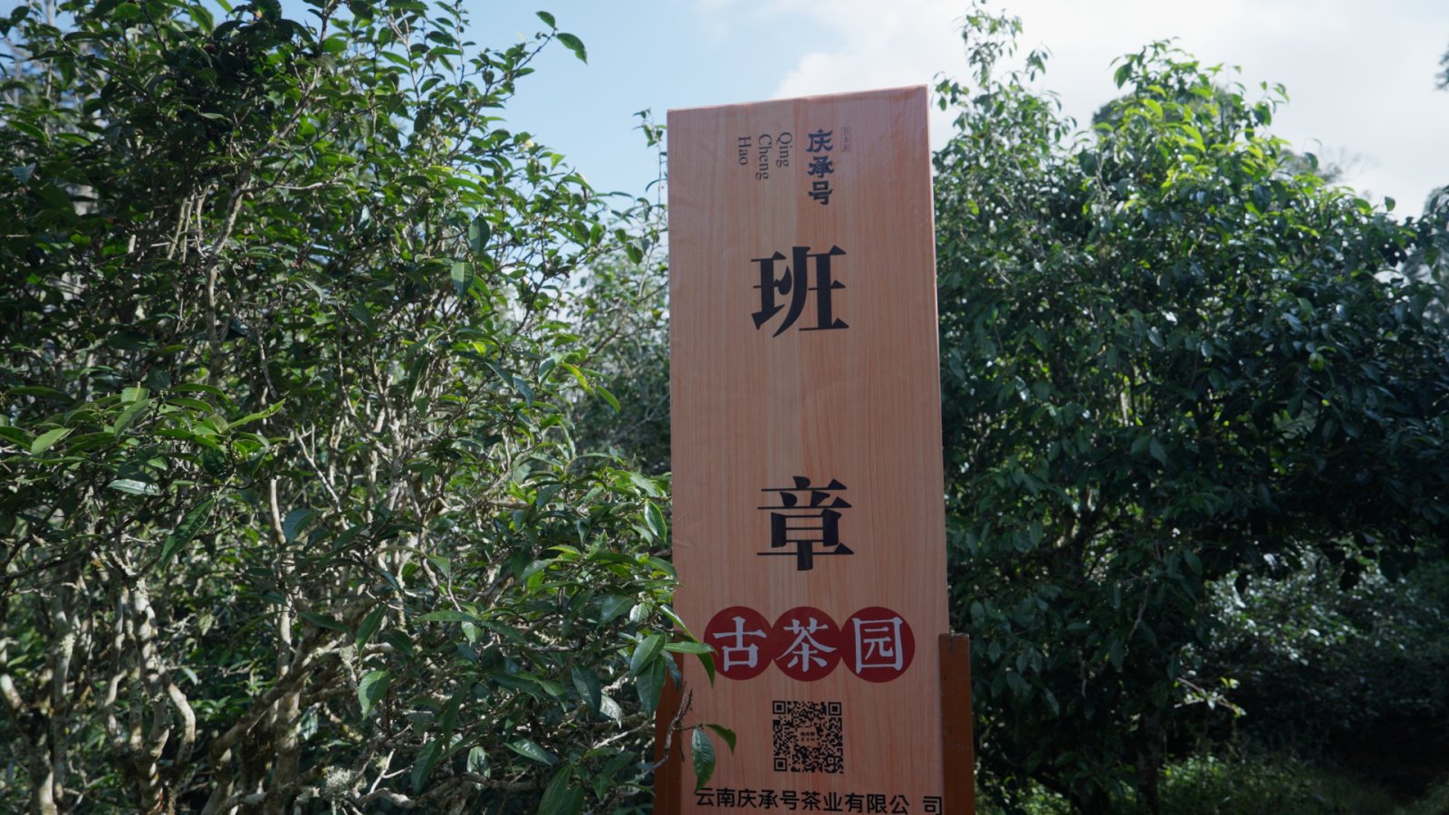 班章茶山实拍
