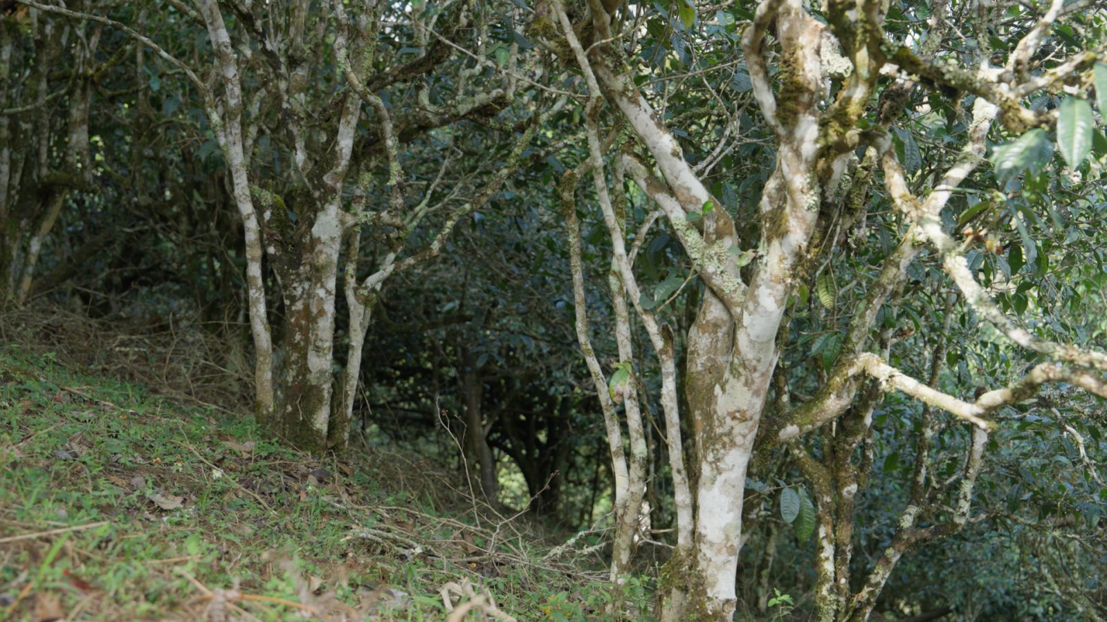 班章茶山实拍