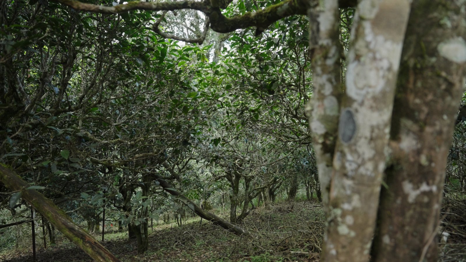 班章茶山实拍