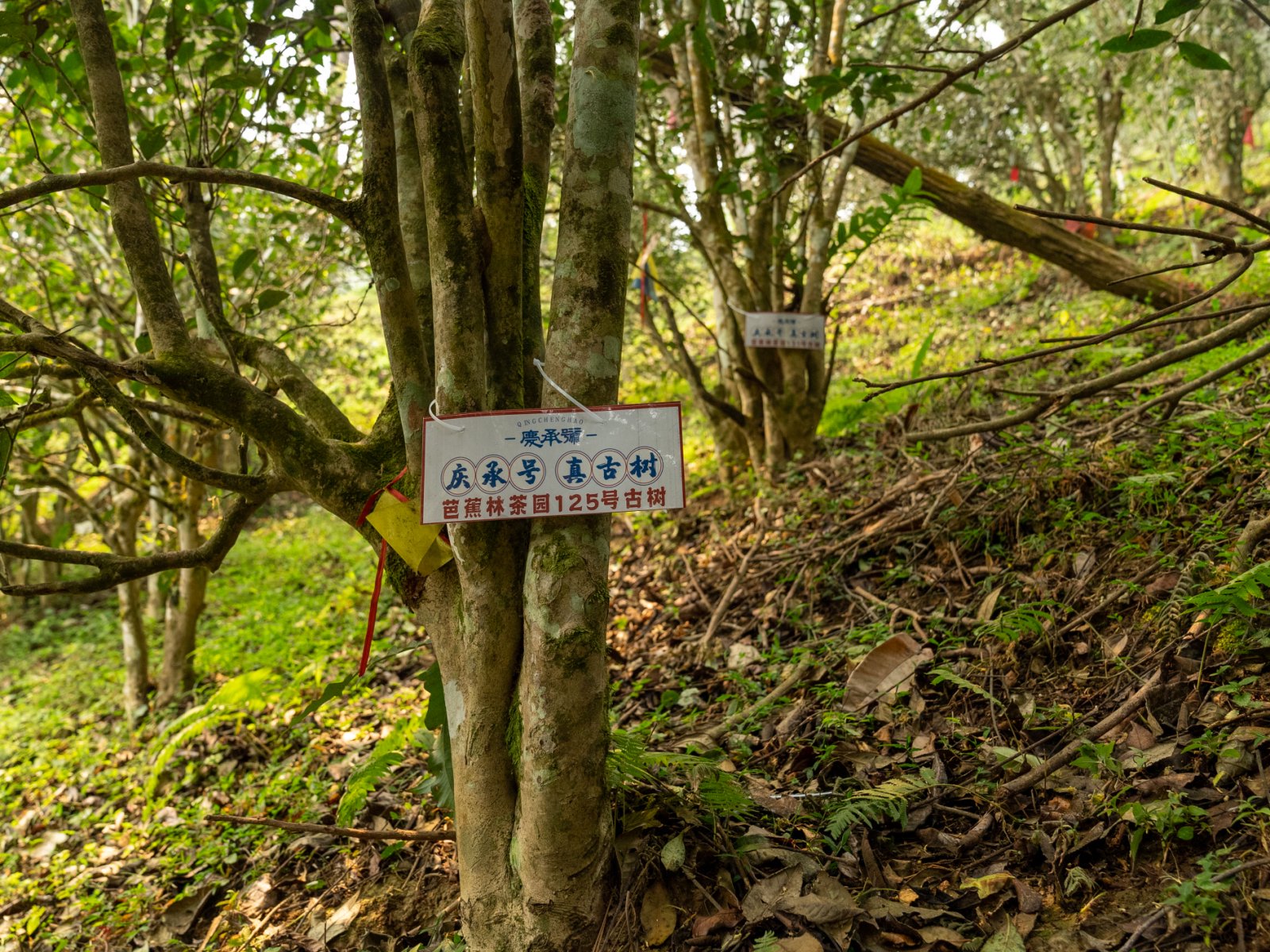 芭蕉林茶山实拍