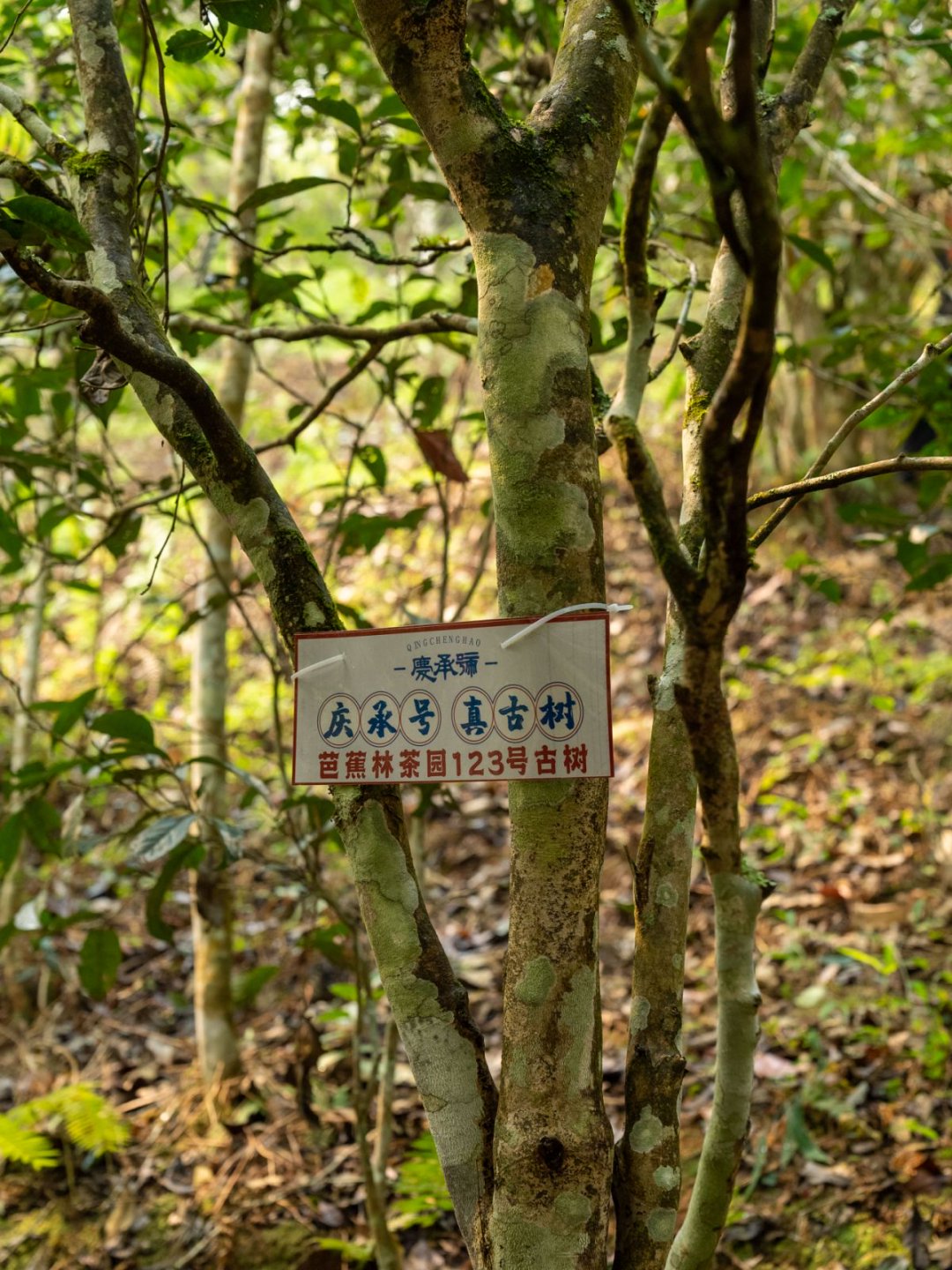 芭蕉林茶山实拍